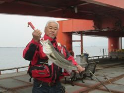 ズボ釣り立派なスズキ★尼崎市立魚つり公園