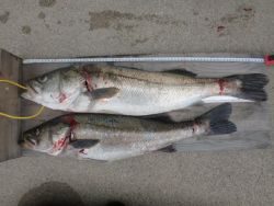 大阪南港海釣り公園 アジ＆スズキ