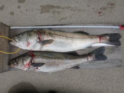 大阪南港海釣り公園 アジ＆スズキ