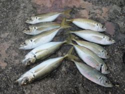 大阪南港海釣り公園 アジ＆スズキ