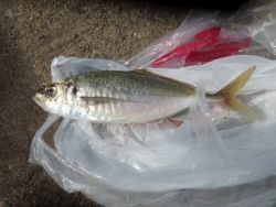 大阪南港海釣り公園　アジ、ガシラ