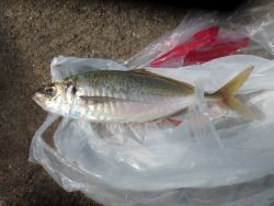 大阪南港海釣り公園　アジ、ガシラ