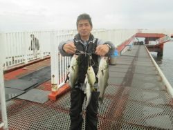 尼崎市立魚つり公園　セイゴ活発！