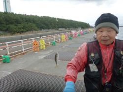 大阪南港海釣り公園　サビキで良型アジ