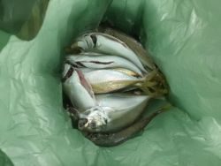 大阪南港海釣り公園　サビキで良型アジ