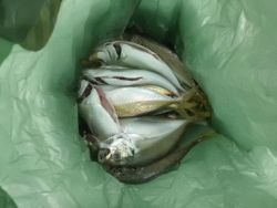 大阪南港海釣り公園　サビキで良型アジ