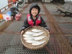 尼崎海釣り公園　サビキ・ウキ釣りなどの釣果