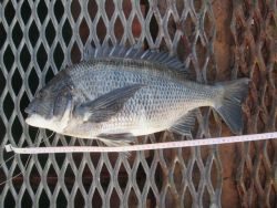 尼崎市立魚つり公園　チヌ良型も出てます★