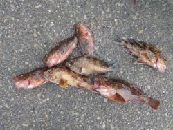 大阪南港海釣り公園　ガシラ、メバル