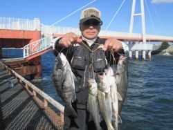 尼崎市立魚つり公園　落とし込みで50cmチヌほか