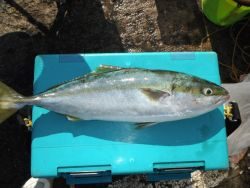 和歌山北港魚つり公園 投稿