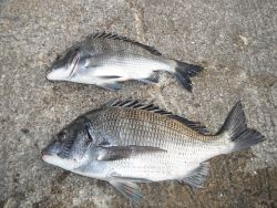 北港海釣り公園　チヌ30〜35cm