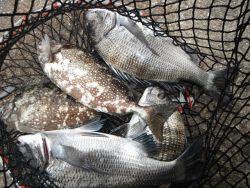 和歌山北港魚つり公園 カゴ釣りでチヌ・アイ…