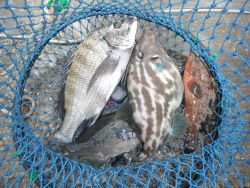 和歌山北港魚つり公園 投稿