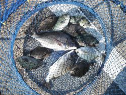 和歌山北港魚つり公園　チヌ、グレ、イスズミ…