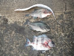 和歌山北港魚つり公園 投稿