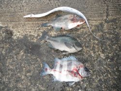 和歌山北港魚つり公園 投稿