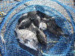 和歌山北港魚つり公園　チヌ＆グレ