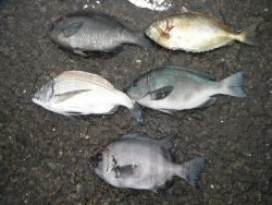 和歌山北港魚つり公園　チヌ、アイゴほか