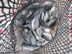 和歌山北港魚つり公園　グレ、カワハギ、アイゴ