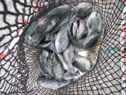 和歌山北港魚つり公園　グレ、カワハギ、アイ…