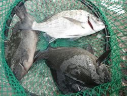 和歌山北港魚つり公園 カゴ釣りでチヌ・グレ