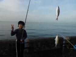 和歌山北港魚つり公園　イサキ連掛け！