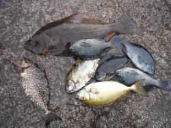 和歌山北港魚つり公園　ヒラメ、アイゴ、グレ…