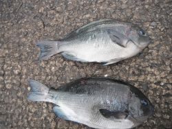 和歌山北港魚つり公園　グレ