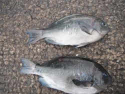 和歌山北港魚つり公園　グレ