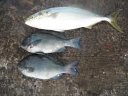 和歌山北港魚つり公園　ハマチ、グレ