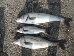 北港釣り公園　平スズキの釣果出てます