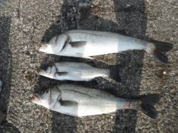 北港釣り公園　平スズキの釣果出てます