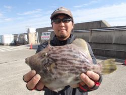 平磯海釣り公園　投げ釣りでマルハギ27cm…