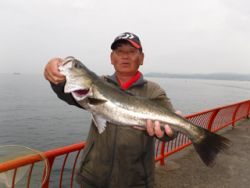 神戸市立平磯海づり公園　スズキ65cm