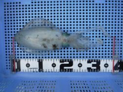 神戸市立須磨海づり公園　エギングでアオリイカ