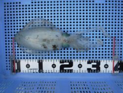 神戸市立須磨海づり公園　エギングでアオリイ…