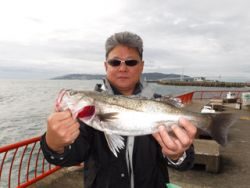 神戸市立平磯海づり公園 シラサでハネサイズをキャッチ