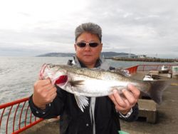 神戸市立平磯海づり公園 シラサでハネサイズ…