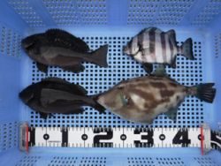 神戸市立平磯海づり公園　良型ウマズラ、ほか