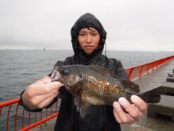 神戸市立平磯海づり公園　メバル　記録賞☆