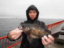 神戸市立平磯海づり公園　メバル　記録賞☆