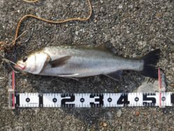 神戸市立平磯海づり公園 シラサのウキ釣りでハネ