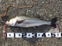 神戸市立平磯海づり公園 シラサのウキ釣りで…