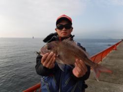 神戸市立平磯海づり公園 シラサのウキ釣りでマダイ46cm