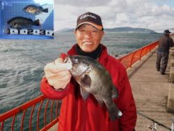 神戸市立平磯海づり公園　メバル