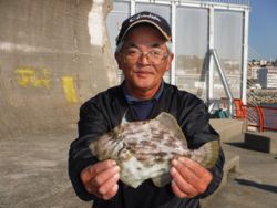 神戸市立平磯海づり公園　マルハギ（記録賞）…
