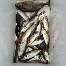 マリーナシティ海釣り公園 サビキでアジの釣果