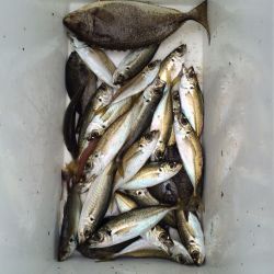 マリーナシティ海釣り公園 サビキでアジの釣果