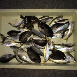和歌山マリーナシティ海釣り公園　サビキでアジ、イサキほか